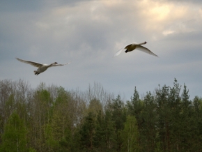 Dva - Labutě u Ejpovického jezera