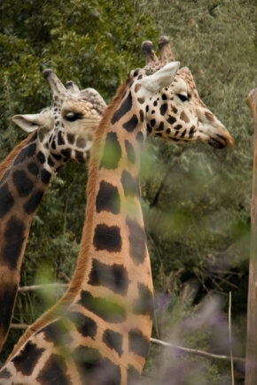 Dva - Žirafy