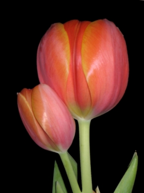 Dva - Tulipánek