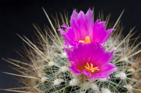 Domácí květiny - Kaktus