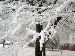 A zima je krásná - Chlpatý strom :o)