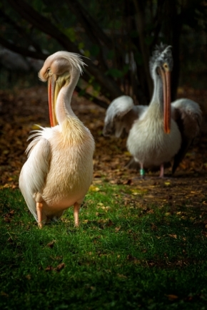 Dva - Stínování pelikánů