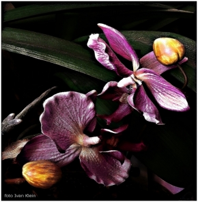 Domácí květiny - Orchidej...