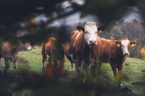 Život se zvířaty - Kravy na Chudobě