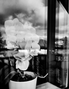 Domácí květiny - Fotograf roku - Junior  - IV.kolo - Skrz sklo