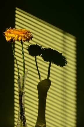 Domácí květiny - Ranní slunce
