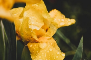 Domácí květiny - Orosený kosatec