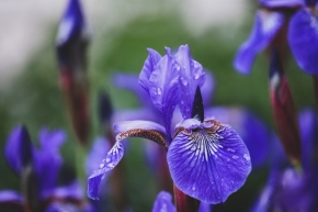 Domácí květiny - Iris z Kampy