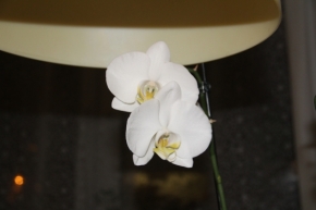Domácí květiny - Orchidej bílá 