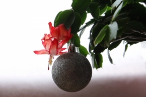 Domácí květiny - Vánoční kaktus 2