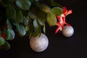 Domácí květiny - Vánoční kaktus 3