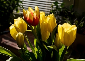 Domácí květiny - Fotohrátky s tulipány 2