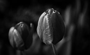 Domácí květiny - Fotohrátky s tulipány 3