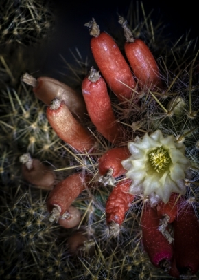 Domácí květiny - Kaktusová kráska