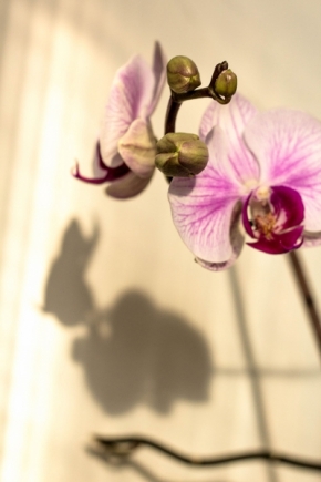 Domácí květiny - Hra tieňa kvetu domáceho