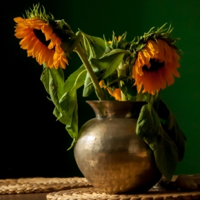 Domácí květiny - Bez  slunce unavená slunečnice 