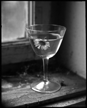 Domácí květiny - still life