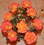 Iva Matulová -kytice růží