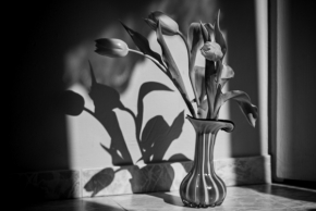 Domácí květiny - Fotograf roku - Kreativita - IV.kolo - Tulipány