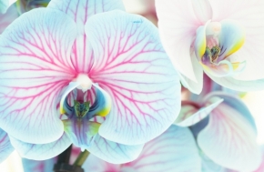Domácí květiny - Orchidej