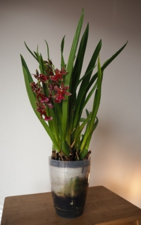 Domácí květiny - Orchidea