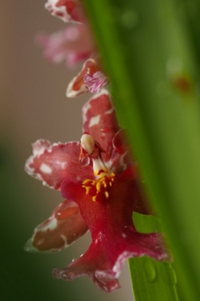 Domácí květiny - Orchidea II