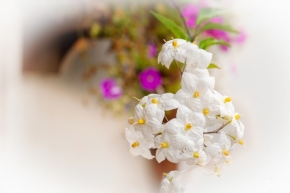 Domácí květiny - Bílá krása