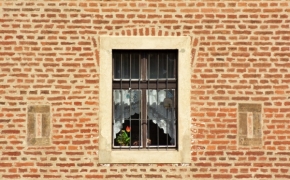 Domácí květiny - Květiny v Terezínském okně