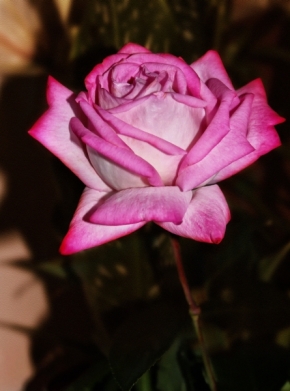 Domácí květiny - Růžička