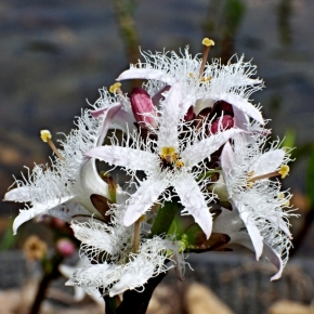 Domácí květiny - VACHTA - jezerní krasavice 