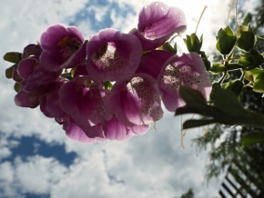 Domácí květiny - NÁPRSTNÍK - zvonky pod oblohou