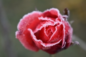 Domácí květiny - Růže