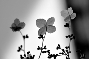Domácí květiny - Fotograf roku - Kreativita - IV.kolo - Tři něžné