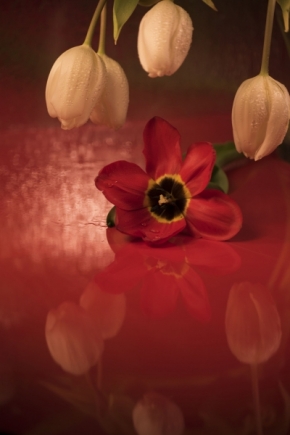 Domácí květiny - Když milenky pláčou 3