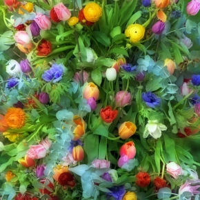 Domácí květiny - Holandská inspirace 