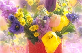 Domácí květiny - barevná