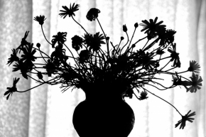 Domácí květiny - černobílá