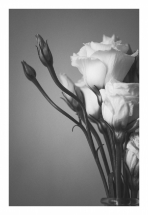 Domácí květiny - Flower #08