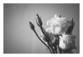 Domácí květiny - Flower #09