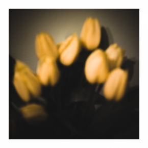 Domácí květiny - Flower #10