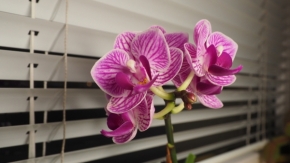 Domácí květiny - Zářivá orchidej