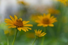 Domácí květiny - Na žluté vlně