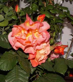 Domácí květiny - Balkonové  růže