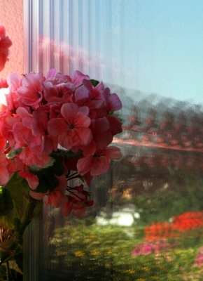 Domácí květiny - Devatero zrcadel