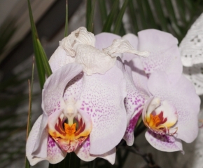 Domácí květiny - Soví orchidej