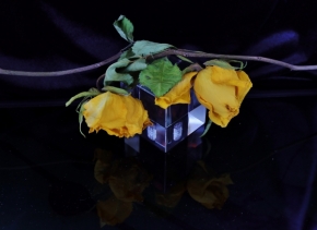 Rudolf Fukal - Proč ta růže uvadá...