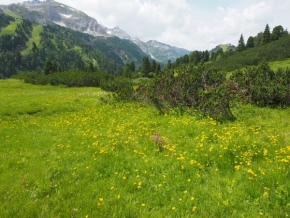 Fotograf roku na cestách 2021 - louka v Alpách