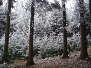 A zima je krásná - Mráz v lese