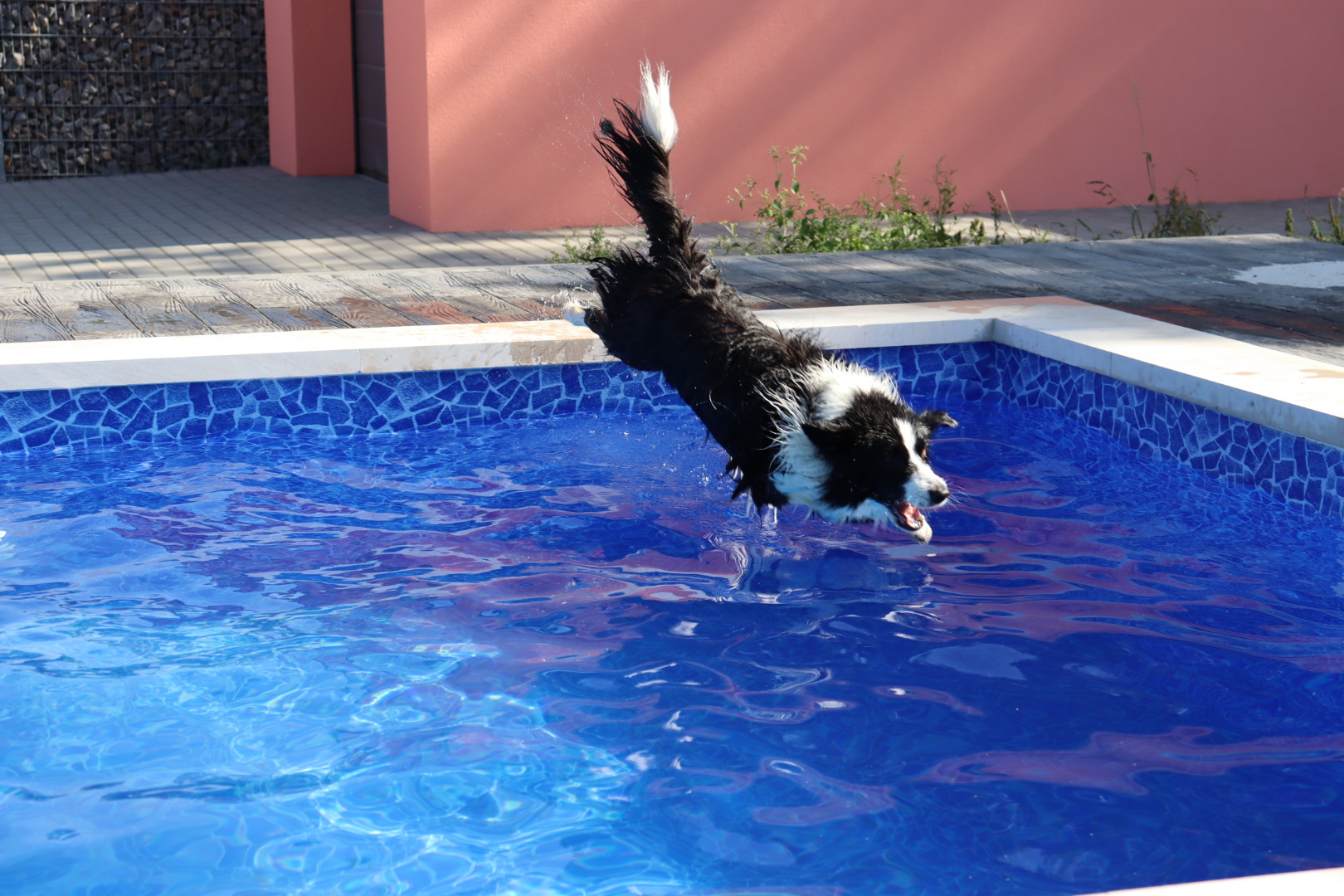 Pes milující vodu