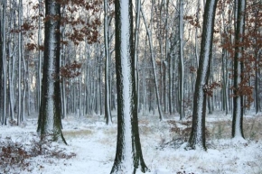 A zima je krásná - Klánovický les I